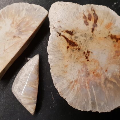 AGATIZĒTS KORĀLIS ( agatized coral). INDIJA