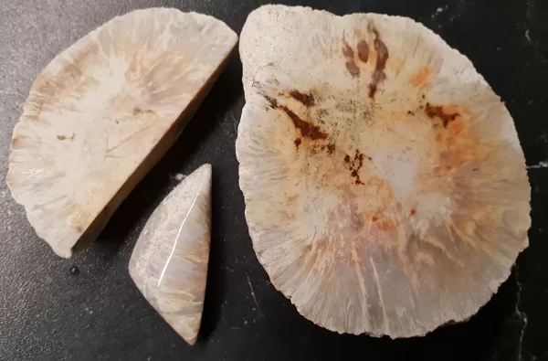 AGATIZĒTS KORĀLIS ( agatized coral). INDIJA